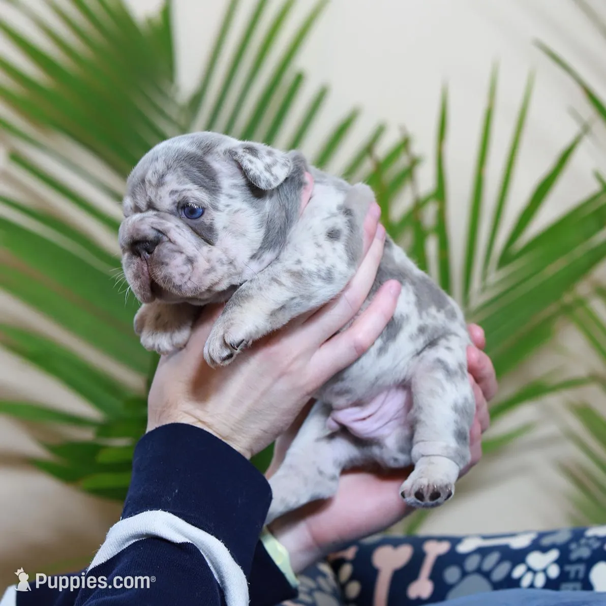 Rio, a male French Bulldog for sale in Greenport, NY – Photo 3 of 9