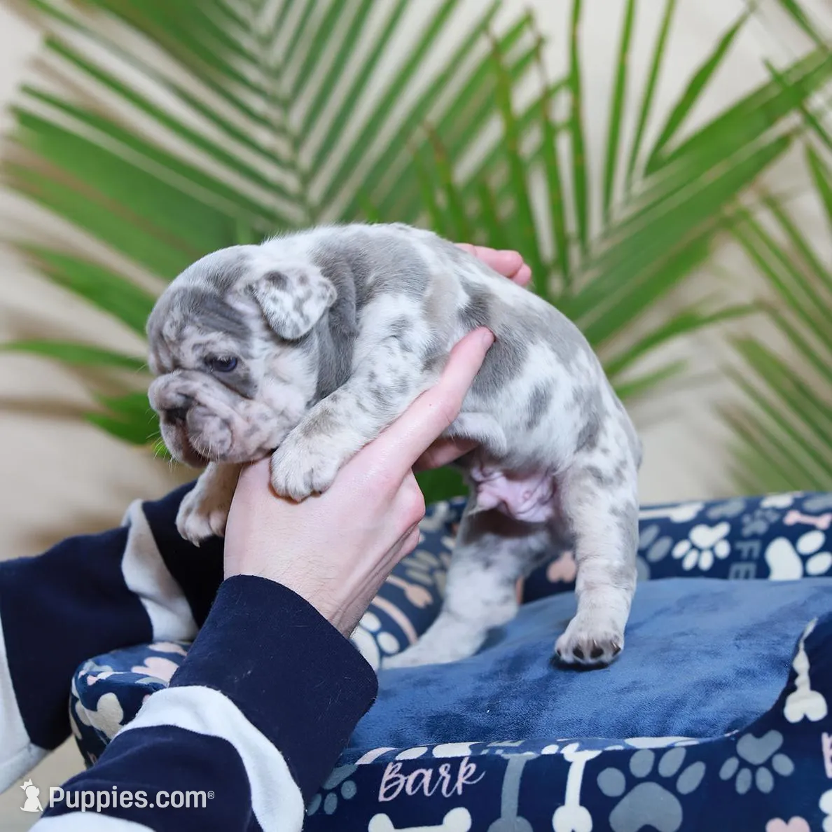 Rio, a male French Bulldog for sale in Greenport, NY – Photo 5 of 9