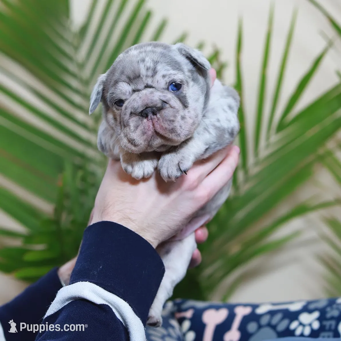 Rio, a male French Bulldog for sale in Greenport, NY – Photo 2 of 9