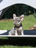 Leroy, a male French Bulldog for sale in Greenport, NY – 2 of 8