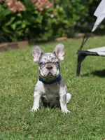 Leo, a male French Bulldog for sale in Greenport, NY – 3 of 8