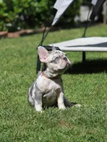 Lora , a female French Bulldog for sale in Greenport, NY – 5 of 8