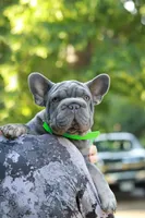 Ralf , a male French Bulldog for sale in Greenport, NY – 4 of 8