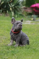 RALF, a male French Bulldog for sale in Greenport, NY – 5 of 9