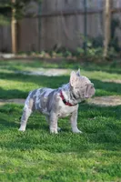 REGINA , a female French Bulldog for sale in Greenport, NY – Photo 4 of 9