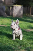 REGINA , a female French Bulldog for sale in Greenport, NY – Photo 2 of 9