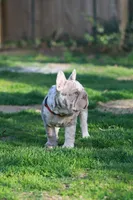 REGINA , a female French Bulldog for sale in Greenport, NY – Photo 5 of 9