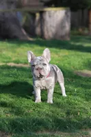 REGINA , a female French Bulldog for sale in Greenport, NY – Photo 3 of 9