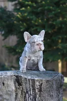 REGINA , a female French Bulldog for sale in Greenport, NY – Photo 6 of 9