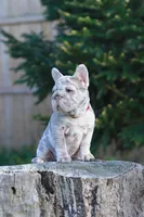 REGINA , a female French Bulldog for sale in Greenport, NY – Photo 7 of 9