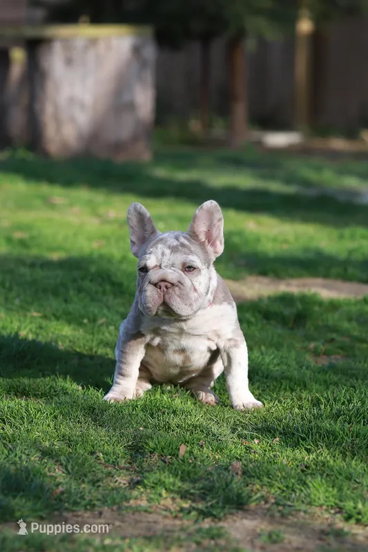 REGINA  – French Bulldog puppy for sale in Greenport, NY