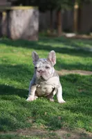 REGINA , a female French Bulldog for sale in Greenport, NY – Photo 1 of 9