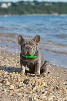 Ralf , a male French Bulldog for sale in Greenport, NY – 2 of 8