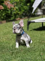 Leo, a male French Bulldog for sale in Greenport, NY – 2 of 8