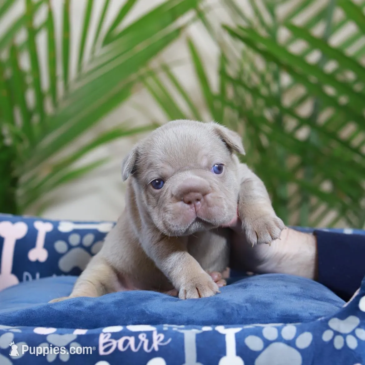 Royal, a male French Bulldog for sale in Greenport, NY – Photo 2 of 9