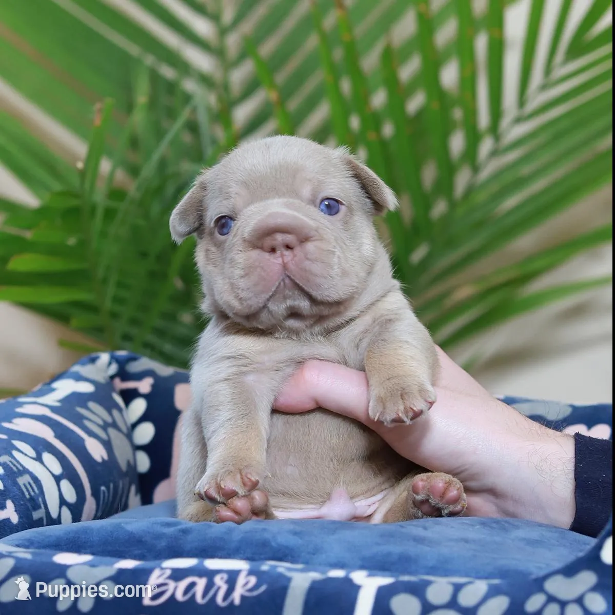 Royal, a male French Bulldog for sale in Greenport, NY – Photo 5 of 9