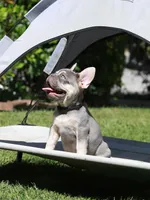 Leroy, a male French Bulldog for sale in Greenport, NY – 4 of 8