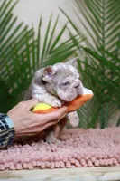 Roxi, a female French Bulldog for sale in Greenport, NY – Photo 3 of 8