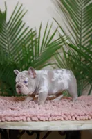 Roxi, a female French Bulldog for sale in Greenport, NY – Photo 7 of 8