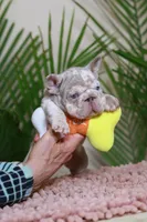 Roxi, a female French Bulldog for sale in Greenport, NY – Photo 1 of 8