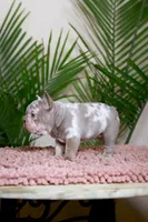 Roxi, a female French Bulldog for sale in Greenport, NY – Photo 8 of 8