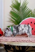 Ragnar, a male French Bulldog for sale in Greenport, NY – Photo 5 of 10