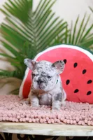 Ragnar, a male French Bulldog for sale in Greenport, NY – Photo 2 of 10