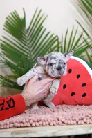 Ragnar, a male French Bulldog for sale in Greenport, NY – Photo 6 of 10