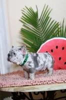 Ragnar, a male French Bulldog for sale in Greenport, NY – Photo 7 of 10