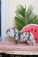 Ragnar, a male French Bulldog for sale in Greenport, NY – Photo 4 of 10