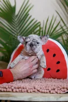 Ragnar, a male French Bulldog for sale in Greenport, NY – Photo 3 of 10