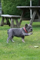 RALF, a male French Bulldog for sale in Greenport, NY – 7 of 9