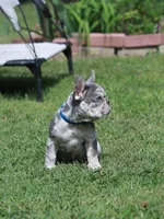 Leo, a male French Bulldog for sale in Greenport, NY – 6 of 8