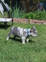 Leo, a male French Bulldog for sale in Greenport, NY – 8 of 8