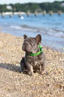Ralf , a male French Bulldog for sale in Greenport, NY – 3 of 8