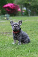 RALF, a male French Bulldog for sale in Greenport, NY – 3 of 9