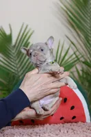 Remi, a female French Bulldog for sale in Greenport, NY – Photo 7 of 10