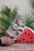 Remi, a female French Bulldog for sale in Greenport, NY – Photo 8 of 10