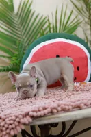 Remi, a female French Bulldog for sale in Greenport, NY – Photo 5 of 10