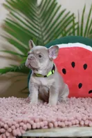 Remi, a female French Bulldog for sale in Greenport, NY – Photo 3 of 10