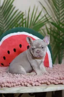 Remi, a female French Bulldog for sale in Greenport, NY – Photo 4 of 10
