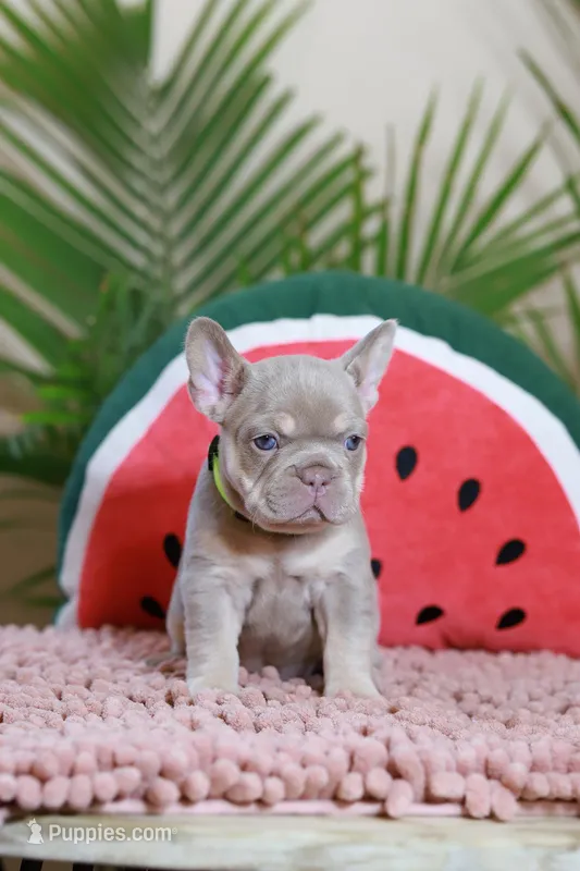 Remi, a female French Bulldog for sale in Greenport, NY – Photo 1 of 10