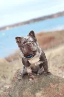 Remi, a female French Bulldog for sale in Greenport, NY – Photo 9 of 10