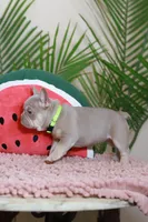 Remi, a female French Bulldog for sale in Greenport, NY – Photo 6 of 10