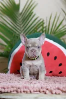 Remi, a female French Bulldog for sale in Greenport, NY – Photo 2 of 10