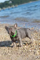 Ralf , a male French Bulldog for sale in Greenport, NY – 7 of 8