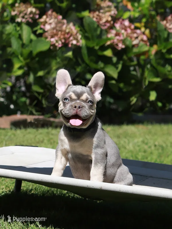Leroy – French Bulldog puppy for sale in Greenport, NY