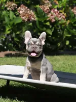 Leroy, a male French Bulldog for sale in Greenport, NY – 1 of 8