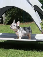 Lora , a female French Bulldog for sale in Greenport, NY – 2 of 8