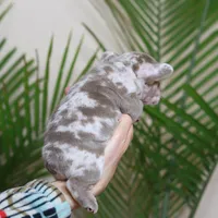 Regina , a female French Bulldog for sale in Greenport, NY – Photo 8 of 8